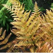 Hardy Fern Dryopteris erythrosora